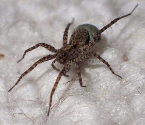 Réf. 248 317 : Pardosa sp.